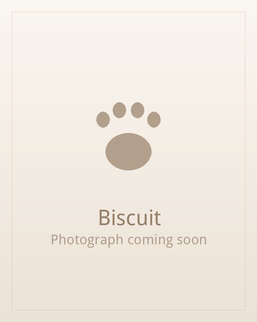 Biscuit, a gold and white Shih Tzu puppy available for adoption