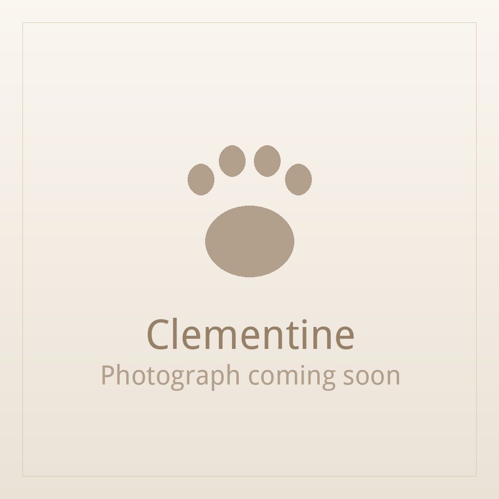 Clementine, a red and white Shih Tzu puppy available for adoption