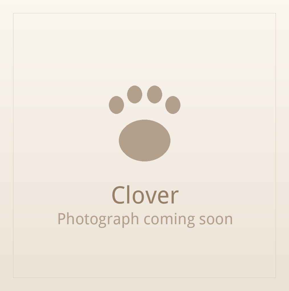 Clover, one of our adult Shih Tzus at Shih Tzu Puppies For Home