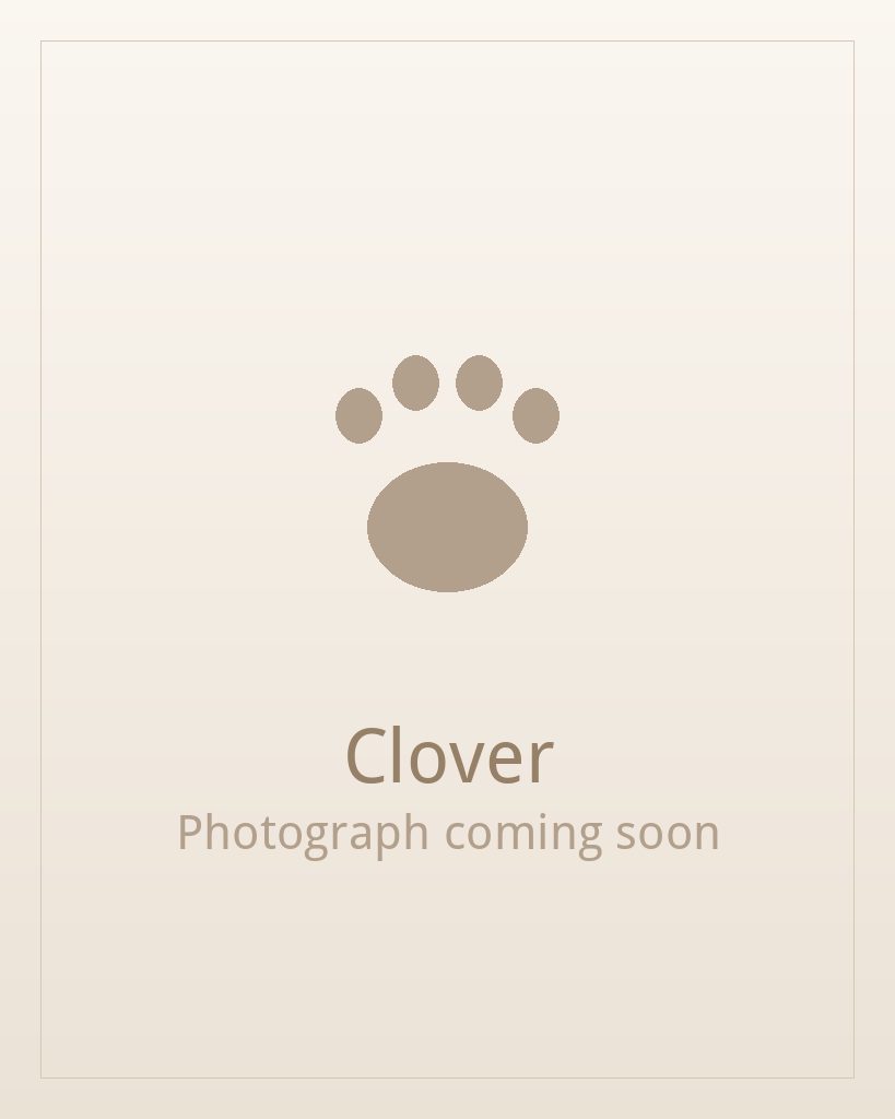 Clover, one of our adult Shih Tzus at Shih Tzu Puppies For Home