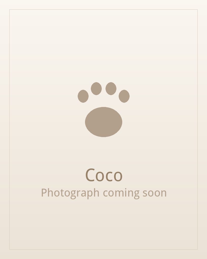 Coco, a black Pug puppy available for adoption