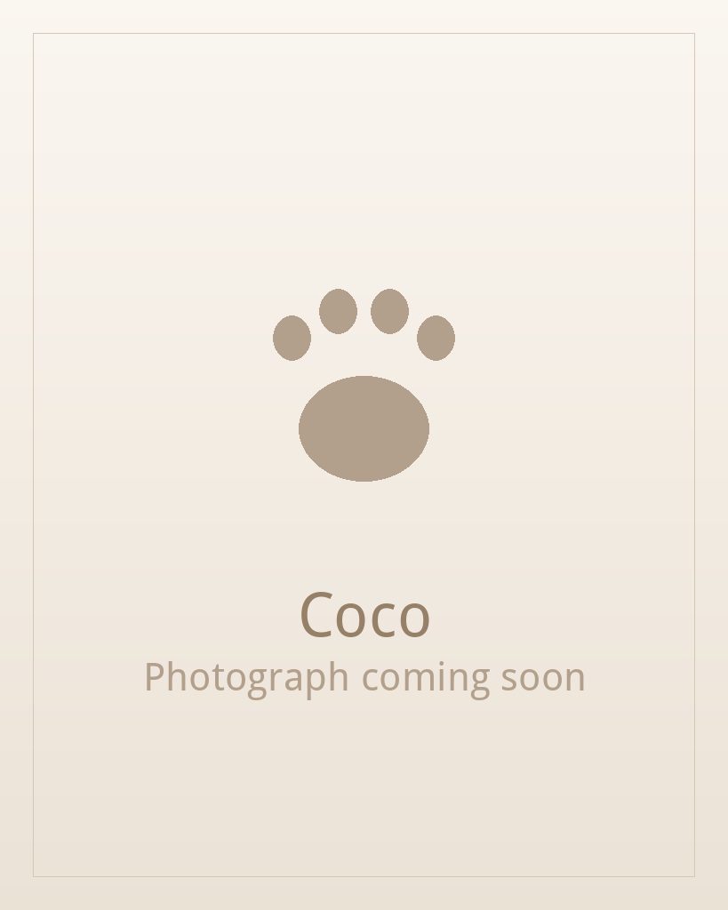 Coco, a black and white Shih Tzu puppy available for adoption