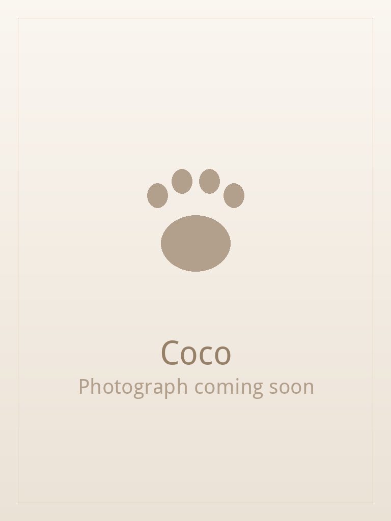 Coco, a black and white Shih Tzu puppy available for adoption