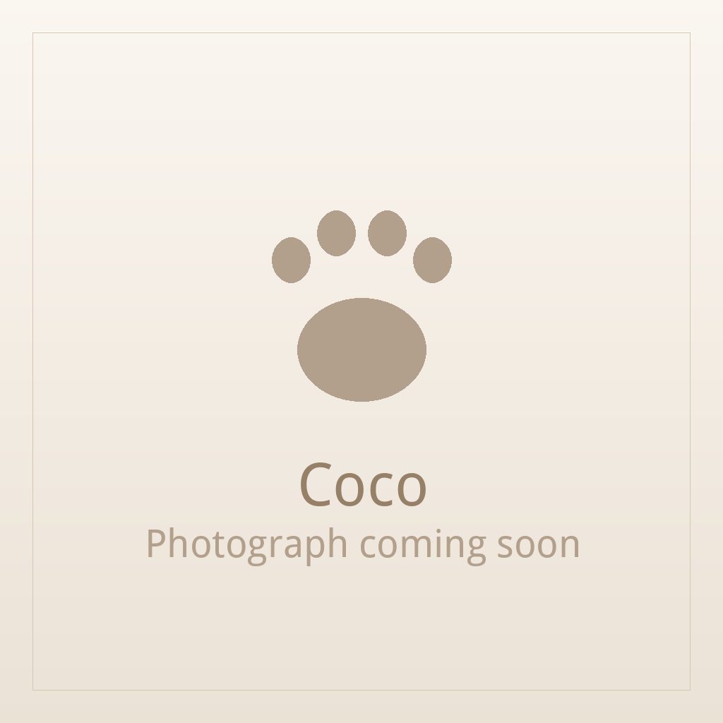 Coco, a black and white Shih Tzu puppy available for adoption