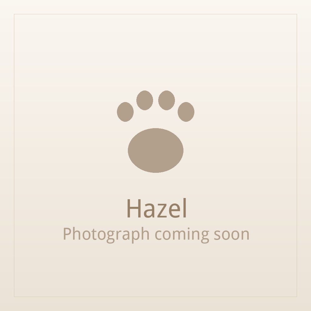 Hazel, one of our adult Shih Tzus at Shih Tzu Puppies For Home
