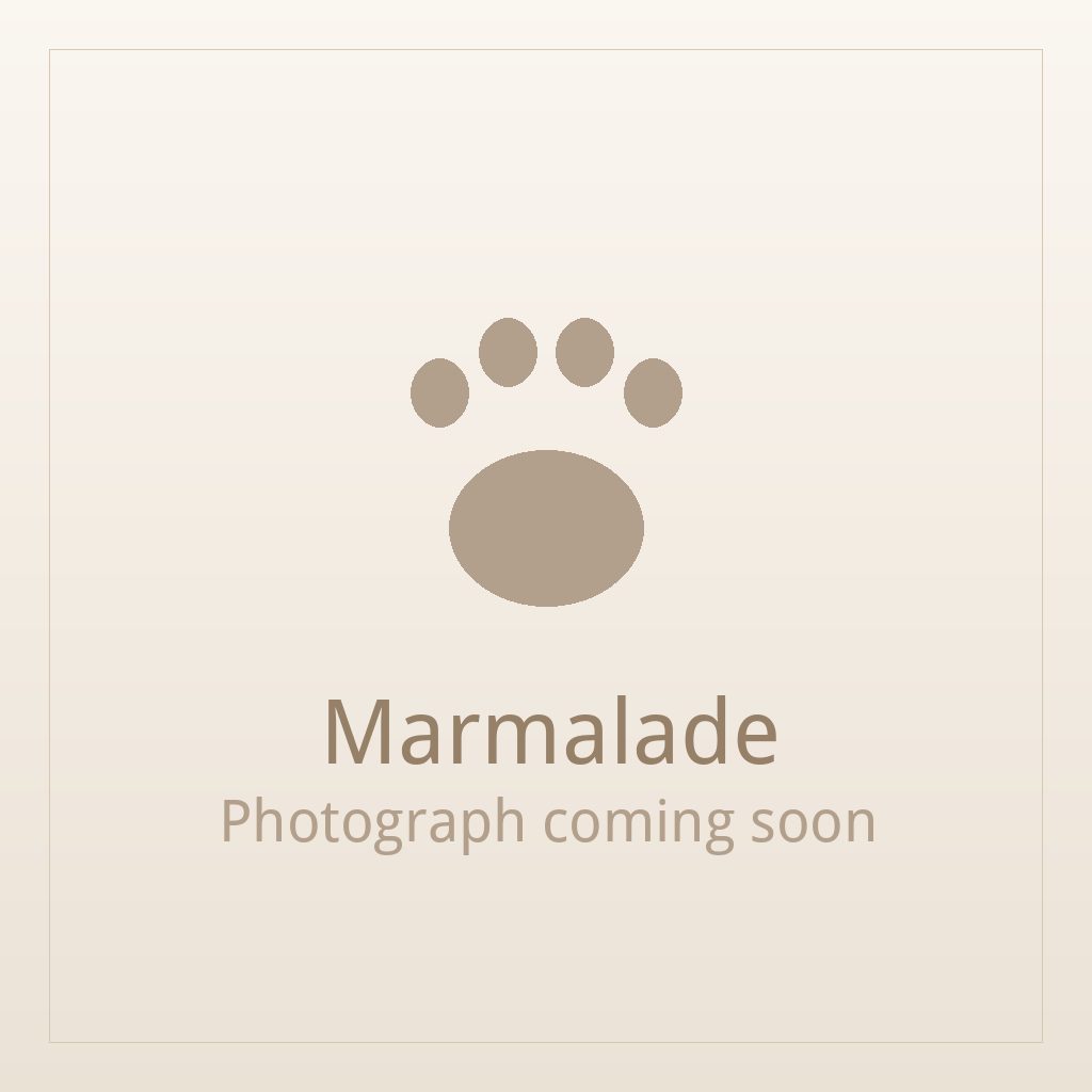 Marmalade, a gold and white Shih Tzu puppy available for adoption