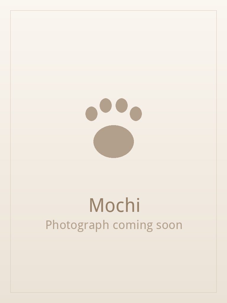 Mochi, a silver and white Shih Tzu puppy available for adoption