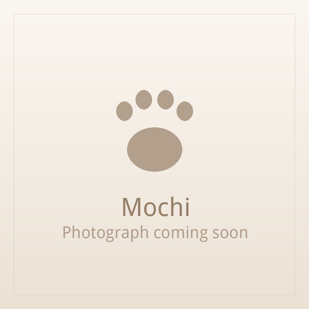 Mochi, a silver and white Shih Tzu puppy available for adoption