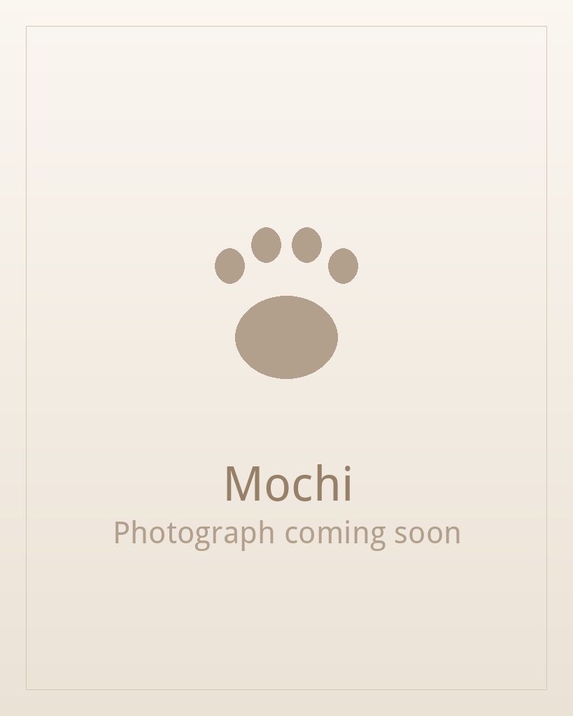Mochi, a silver and white Shih Tzu puppy available for adoption
