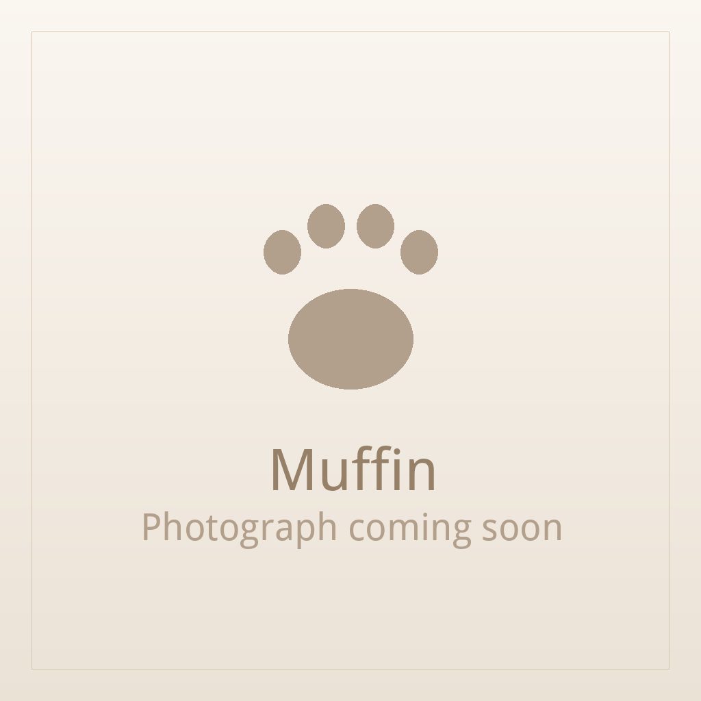 Muffin, a gold Shih Tzu puppy available for adoption