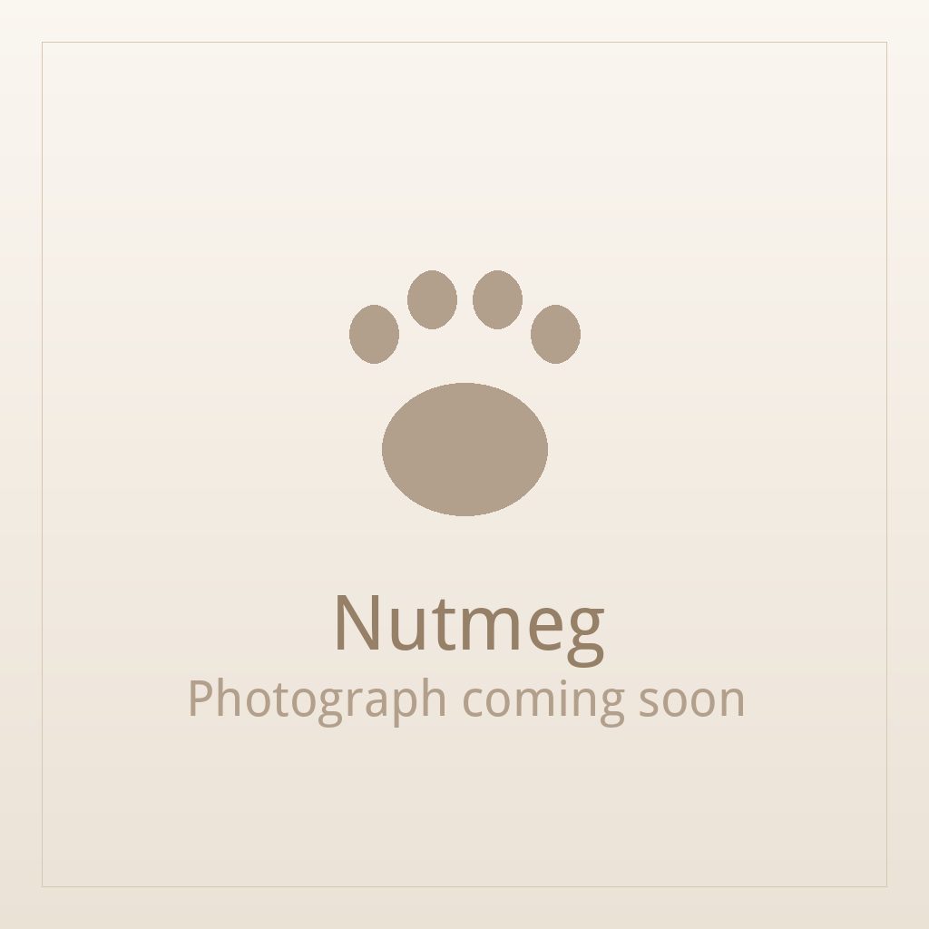 Nutmeg, one of our adult Shih Tzus at Shih Tzu Puppies For Home