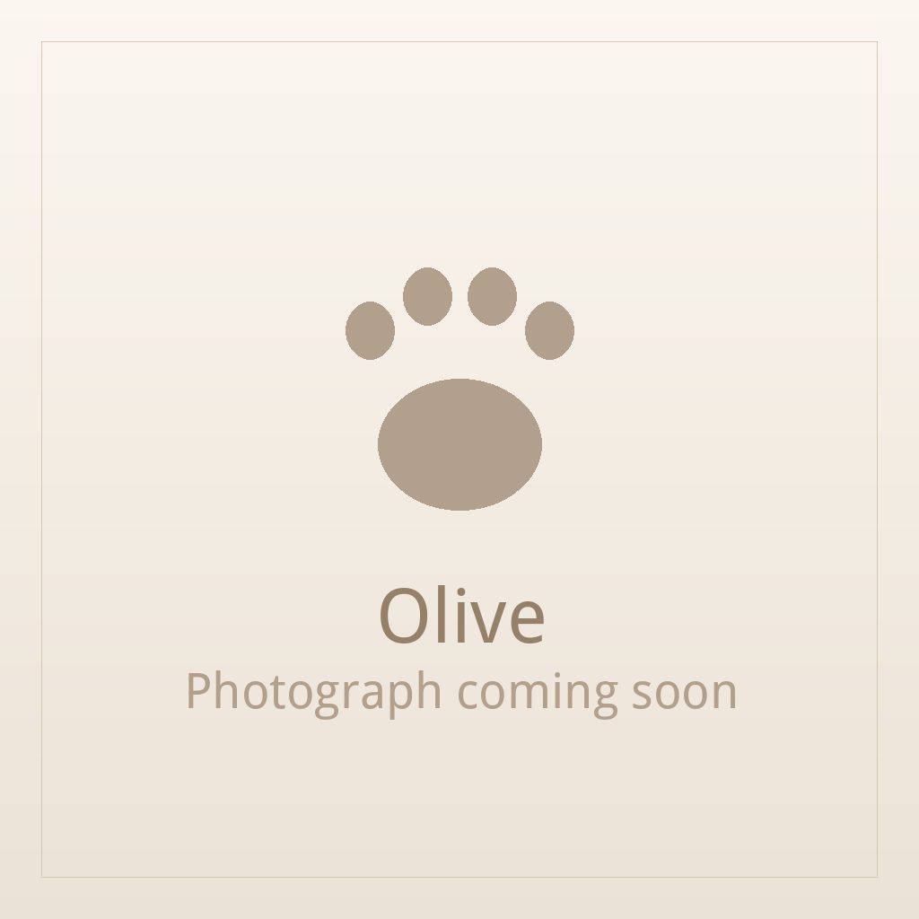 Olive, a brindle and white Shih Tzu puppy available for adoption