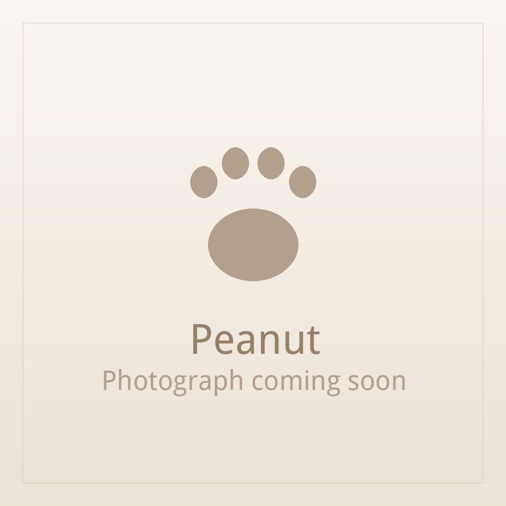 Peanut, a liver and white Shih Tzu puppy available for adoption