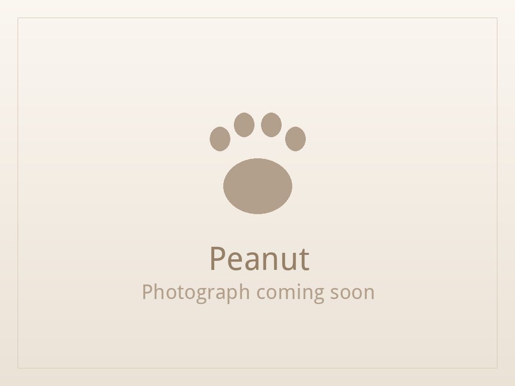 Peanut, a liver and white Shih Tzu puppy available for adoption