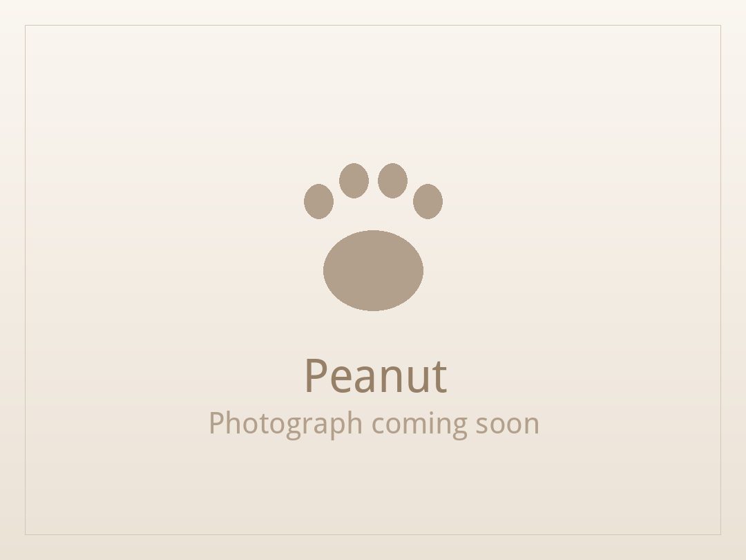Peanut, a liver and white Shih Tzu puppy available for adoption