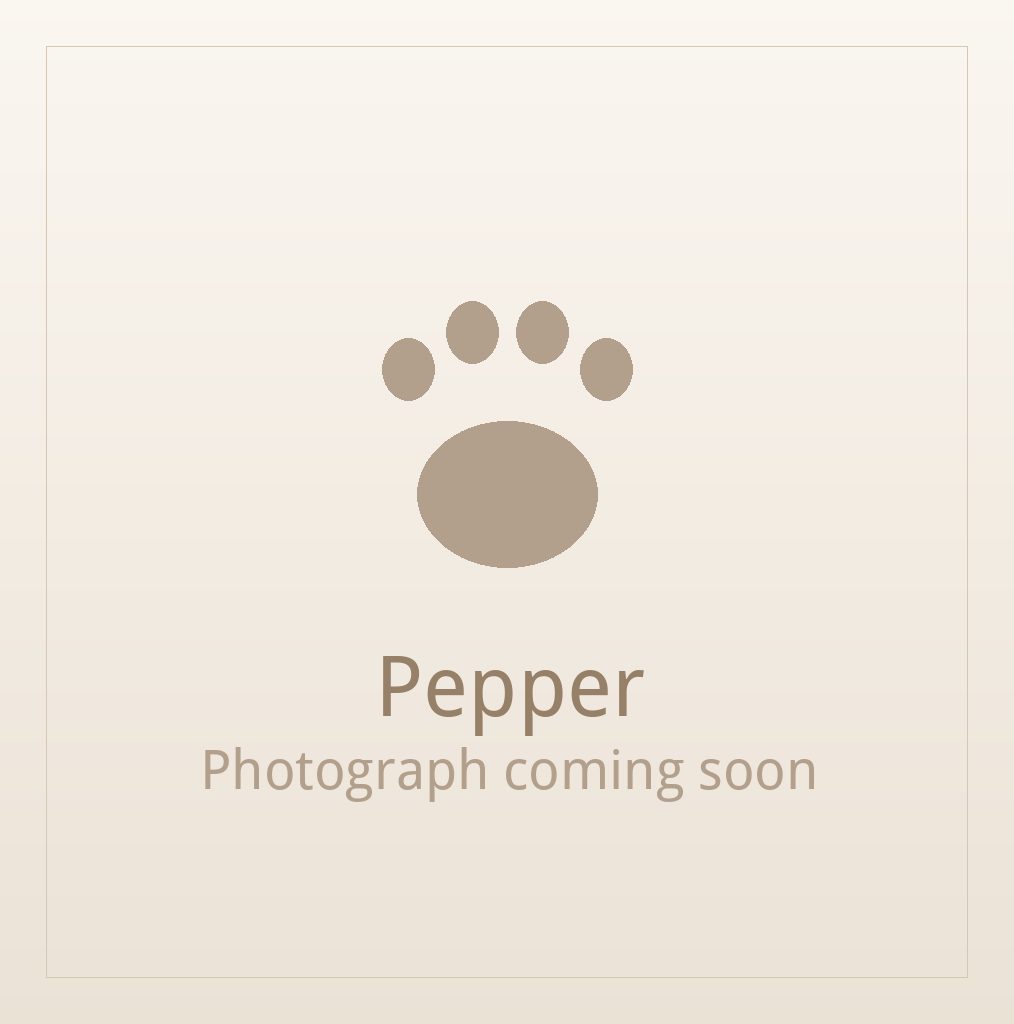 Pepper, one of our adult Shih Tzus at Shih Tzu Puppies For Home