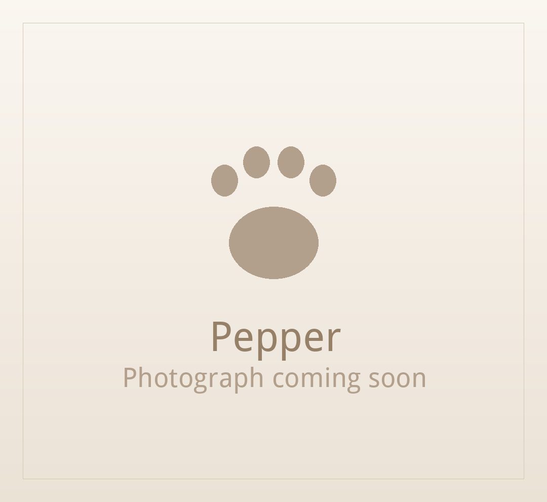 Pepper, one of our adult Shih Tzus at Shih Tzu Puppies For Home
