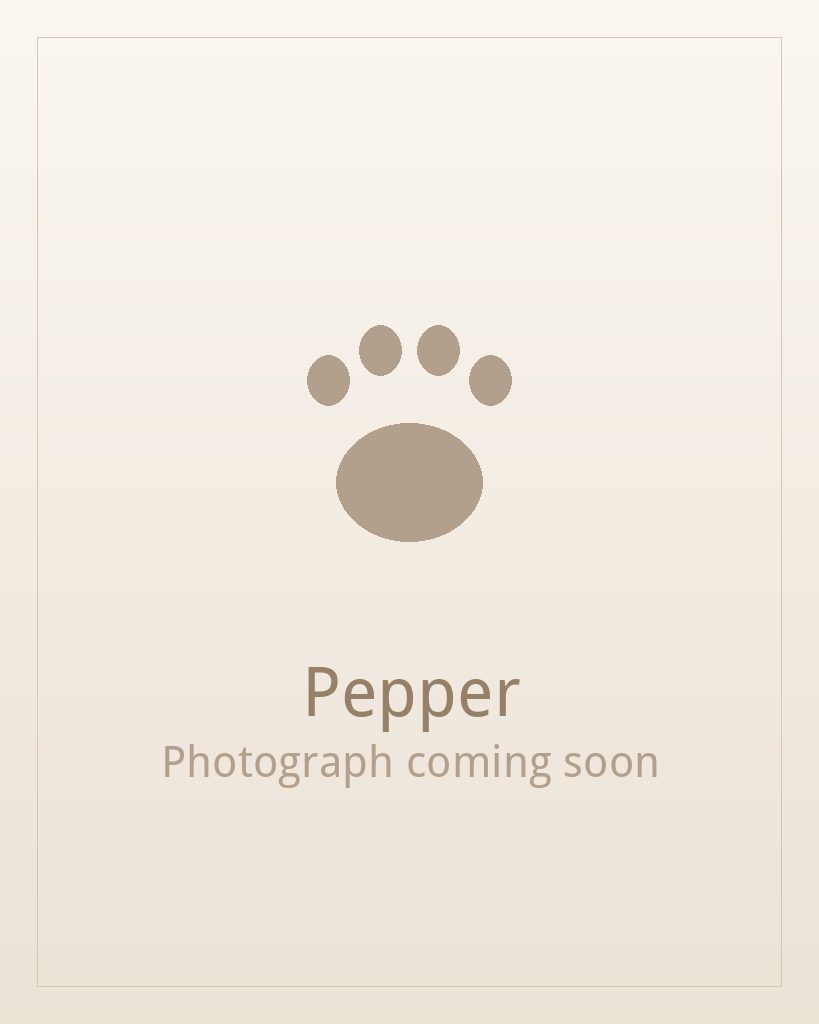Pepper, one of our adult Shih Tzus at Shih Tzu Puppies For Home