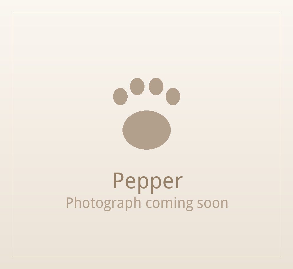Pepper, one of our adult Shih Tzus at Shih Tzu Puppies For Home