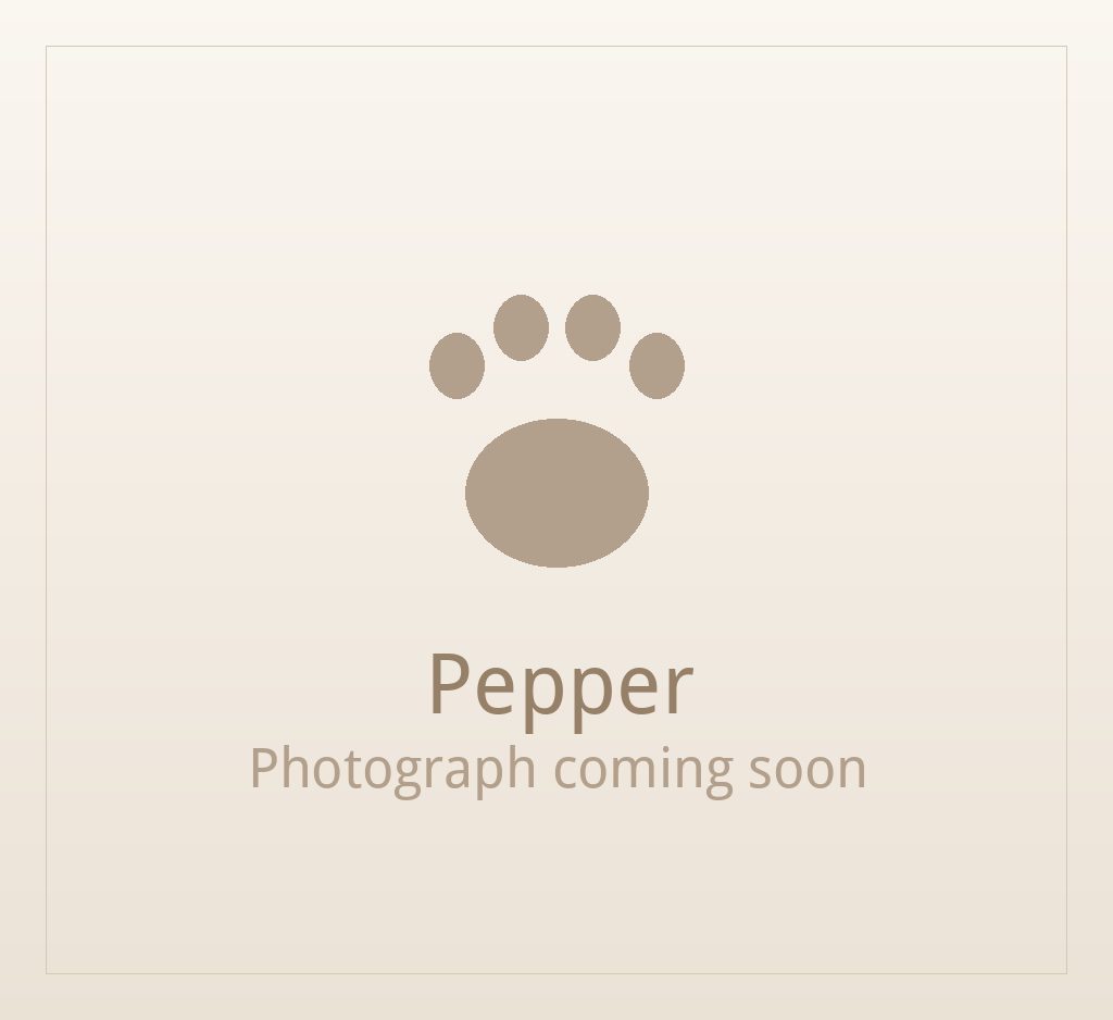 Pepper, one of our adult Shih Tzus at Shih Tzu Puppies For Home