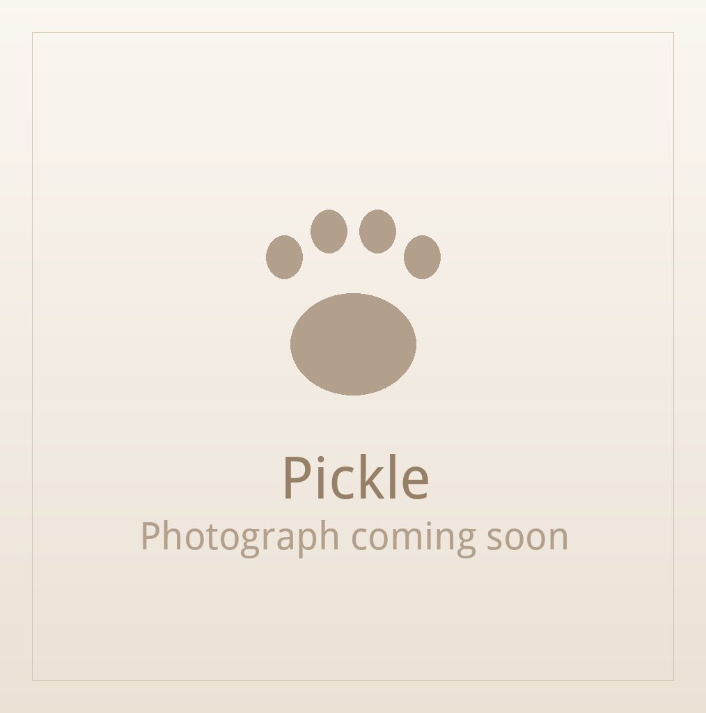 Pickle, a brindle and white Shih Tzu puppy available for adoption
