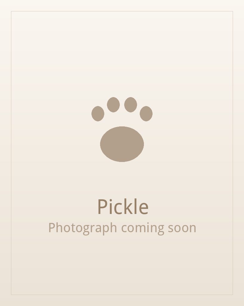 Pickle, a brindle and white Shih Tzu puppy available for adoption
