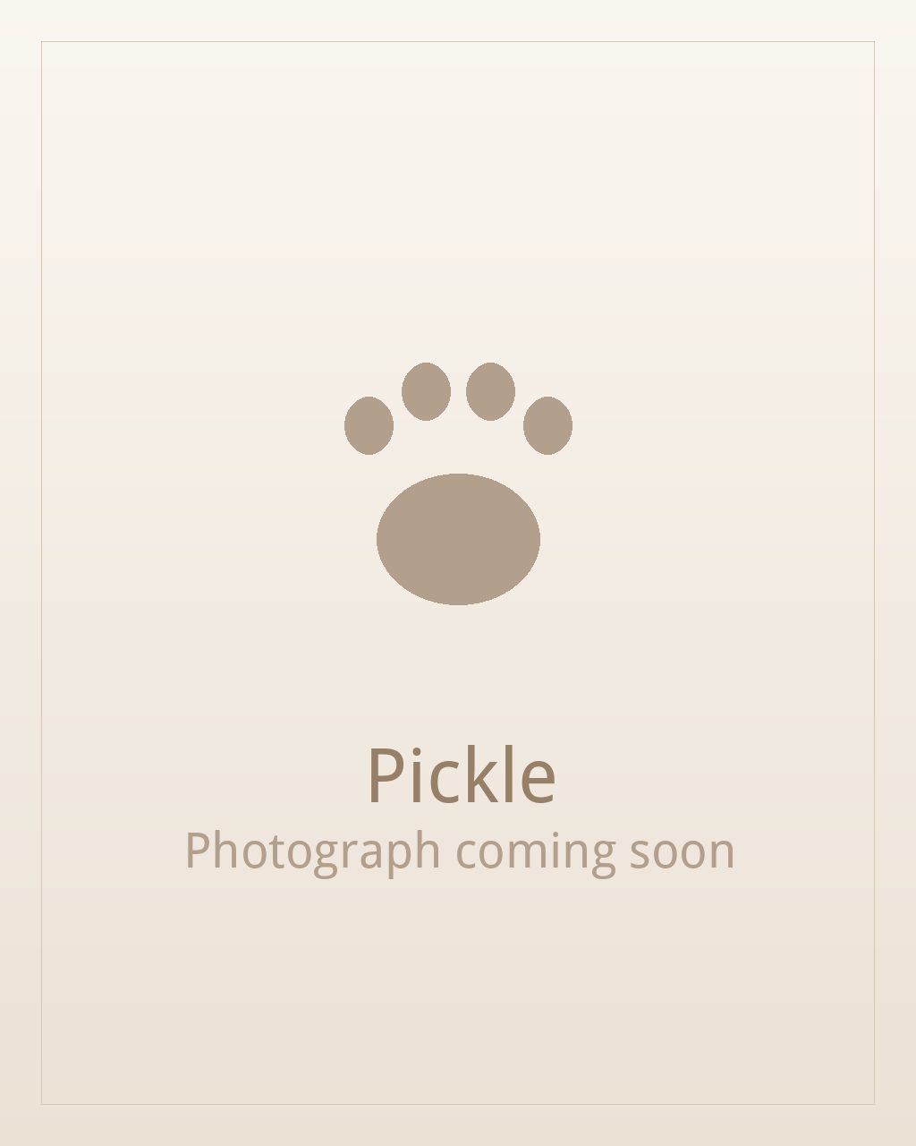 Pickle, a brindle and white Shih Tzu puppy available for adoption