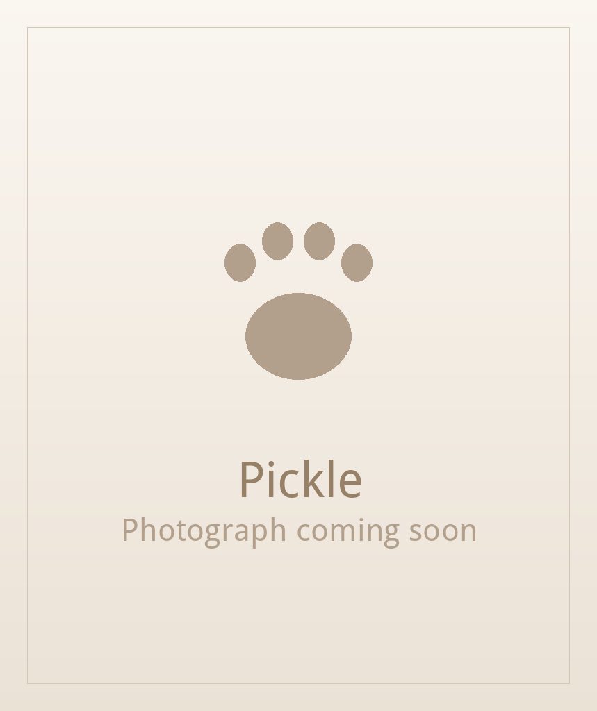 Pickle, a brindle and white Shih Tzu puppy available for adoption