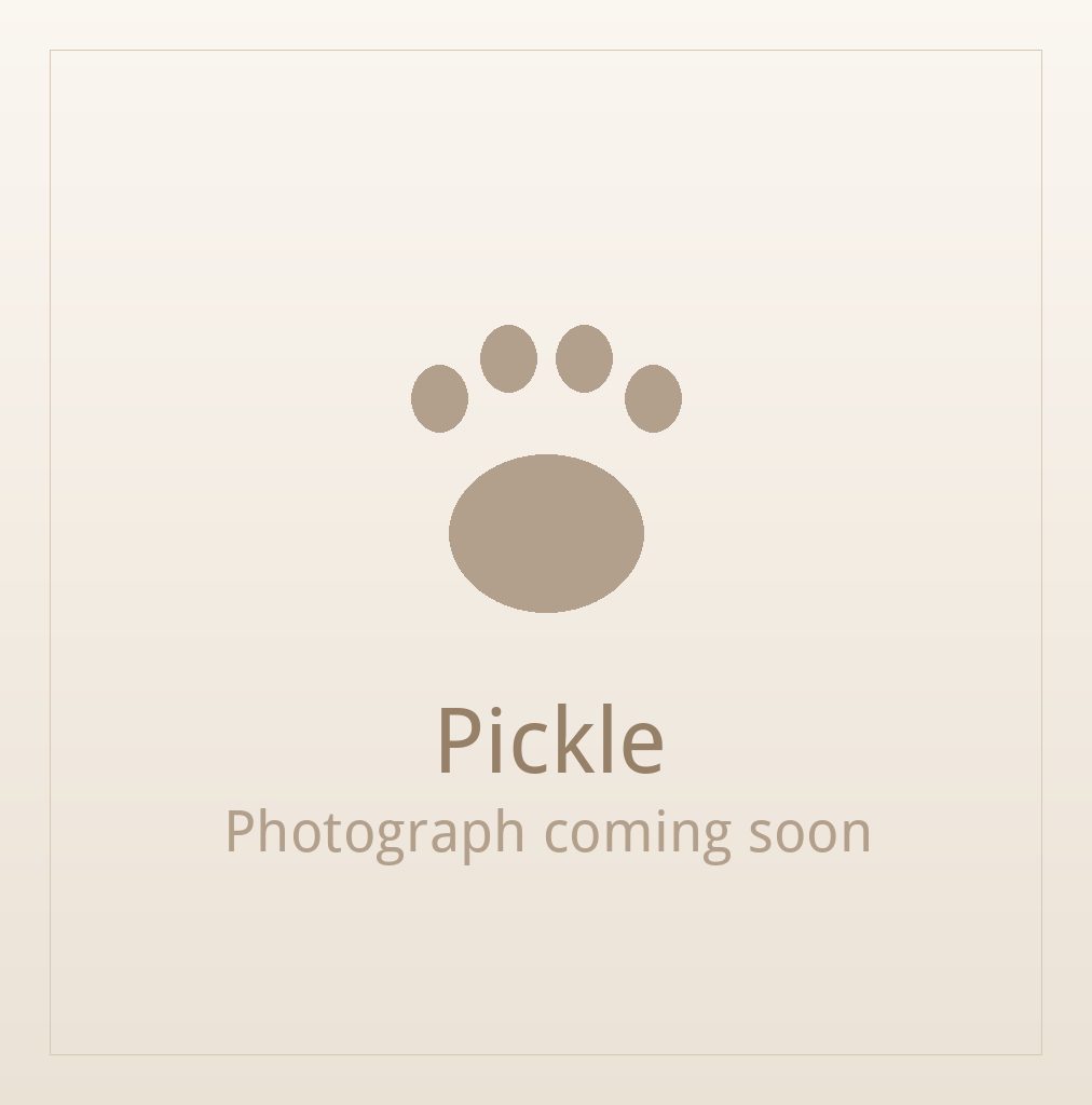 Pickle, a brindle and white Shih Tzu puppy available for adoption