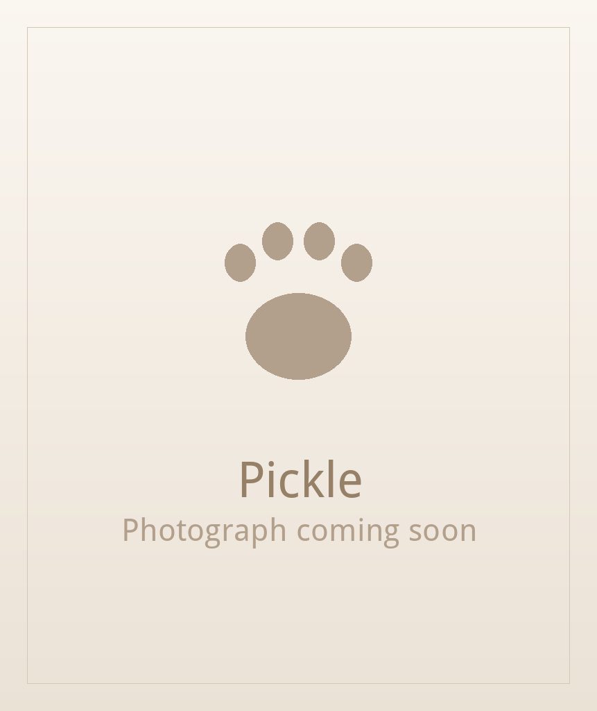 Pickle, a brindle and white Shih Tzu puppy available for adoption