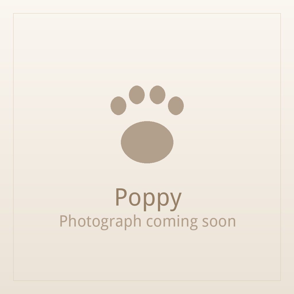 Poppy, a gold and white Shih Tzu puppy available for adoption