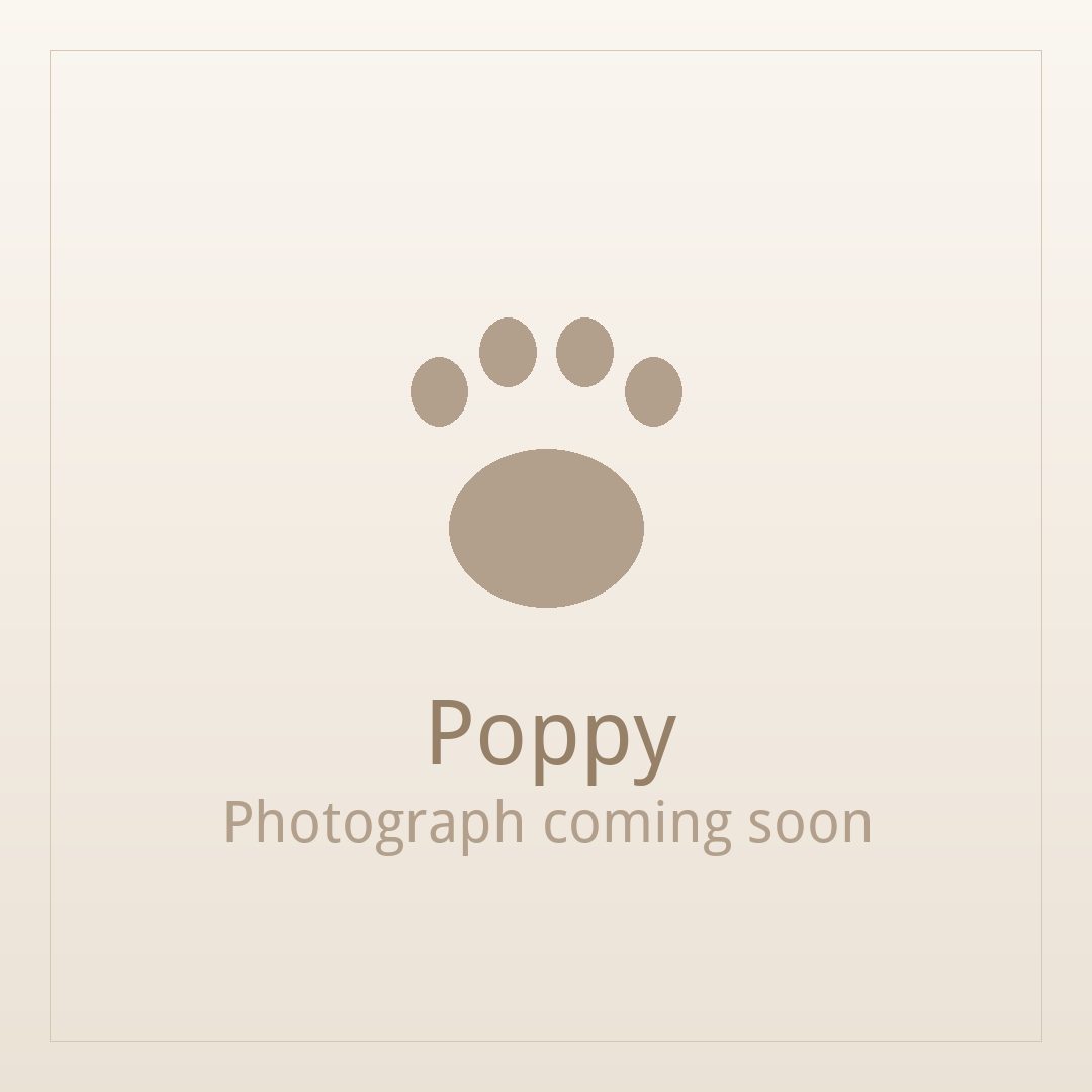 Poppy, a gold and white Shih Tzu puppy available for adoption