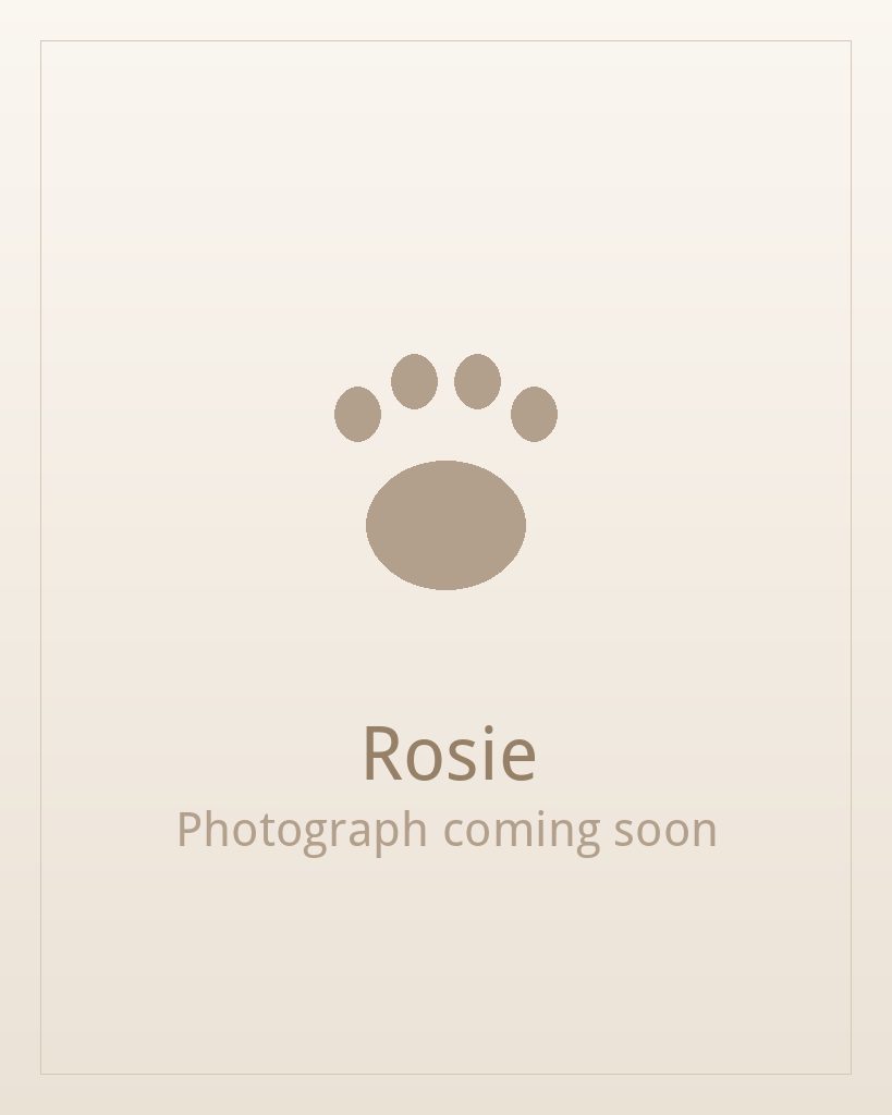 Rosie, a red and white Shih Tzu puppy available for adoption
