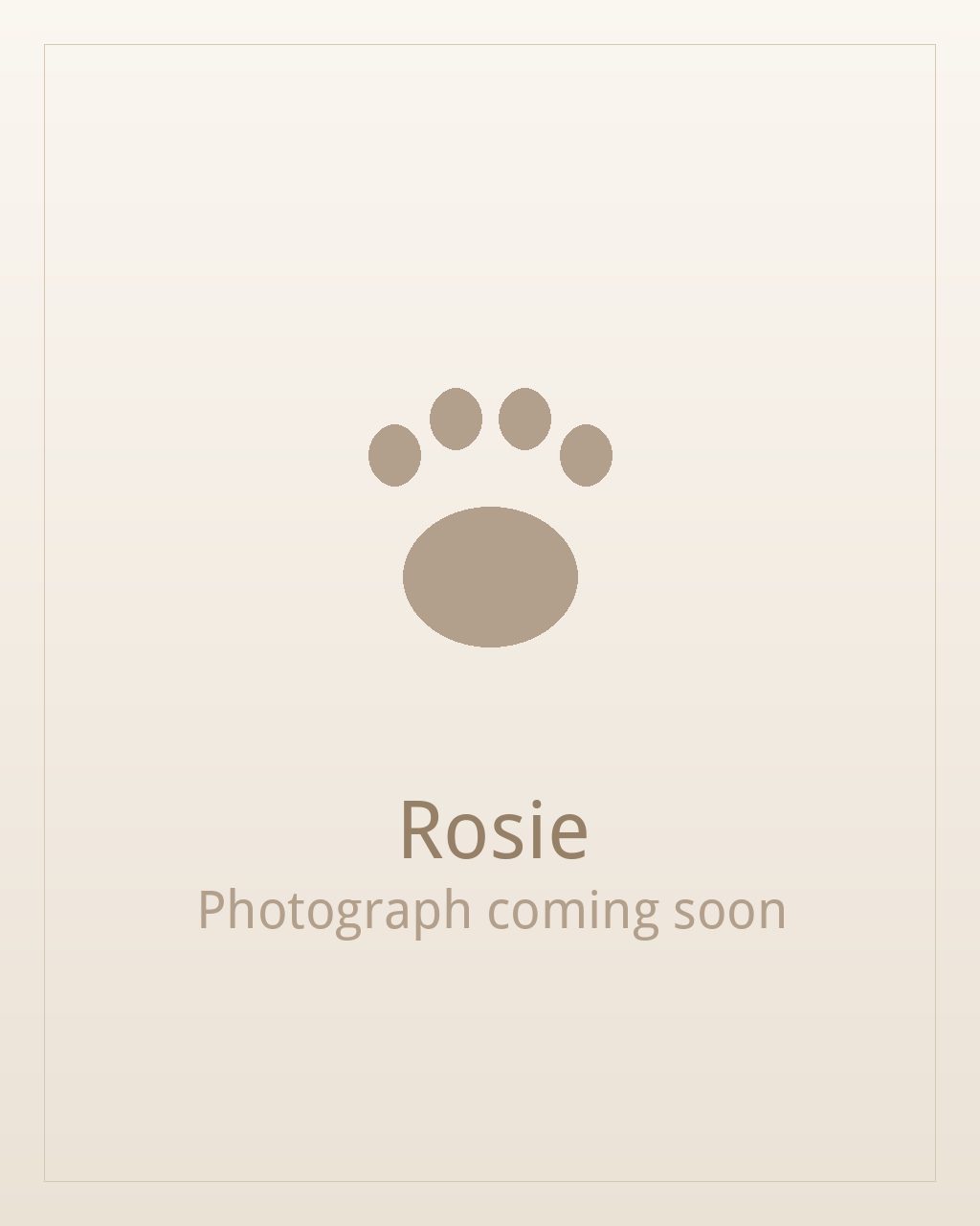 Rosie, a fawn Pug puppy available for adoption