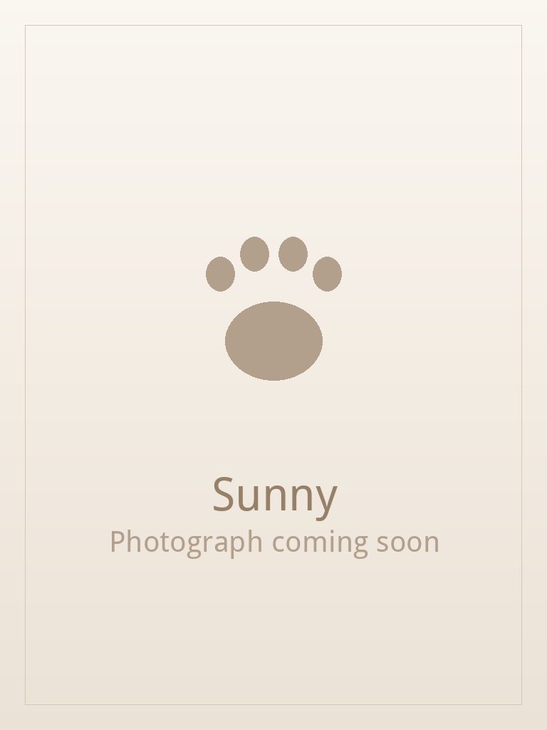 Sunny, a gold and white Shih Tzu puppy available for adoption