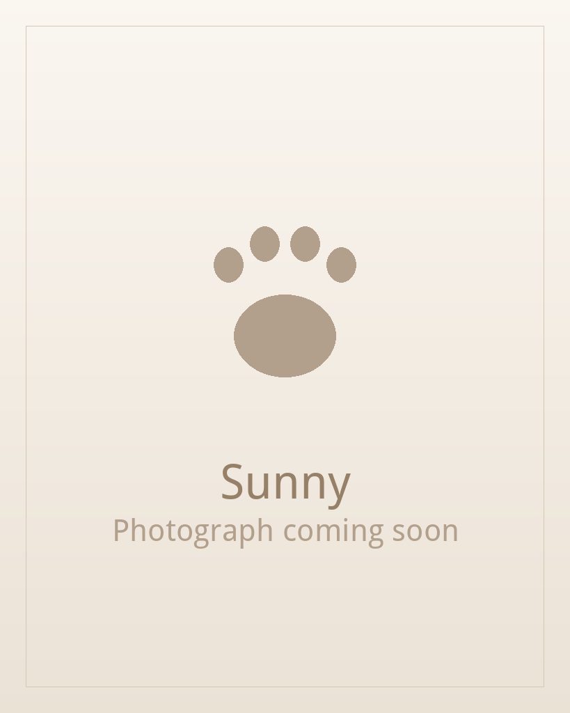 Sunny, a gold and white Shih Tzu puppy available for adoption