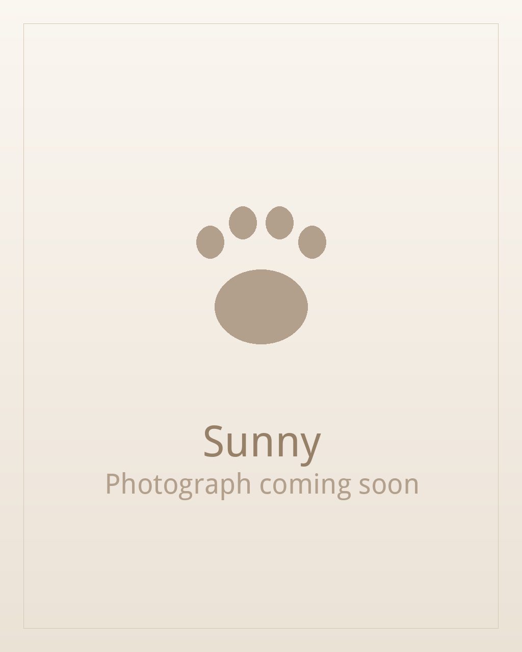 Sunny, a gold and white Shih Tzu puppy available for adoption