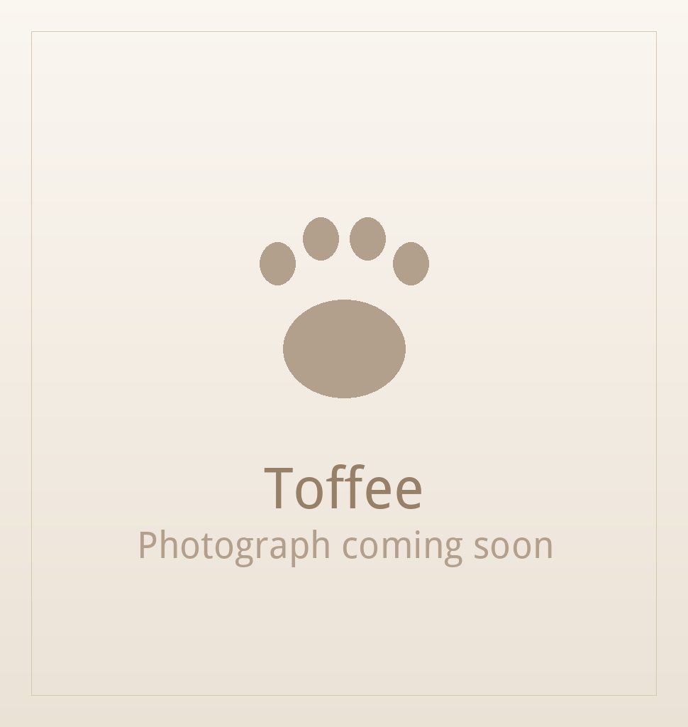 Toffee, a liver and white Shih Tzu puppy available for adoption