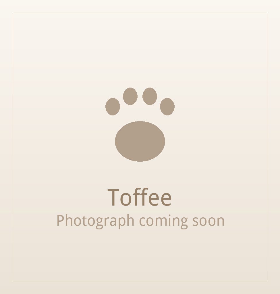 Toffee, a liver and white Shih Tzu puppy available for adoption