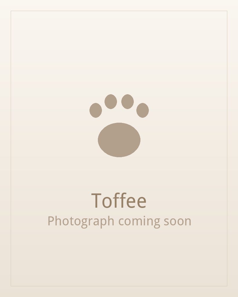 Toffee, a liver and white Shih Tzu puppy available for adoption