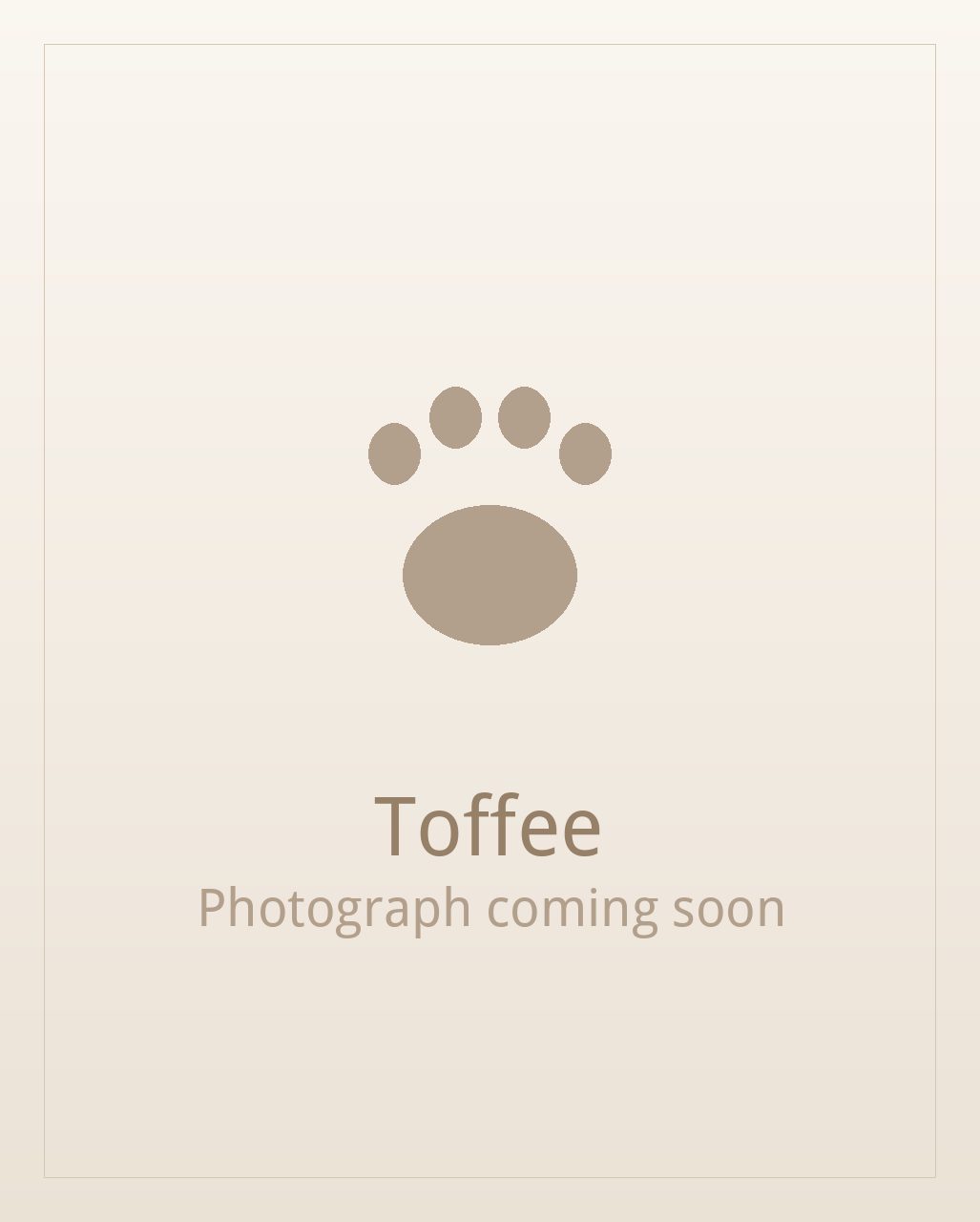 Toffee, a liver and white Shih Tzu puppy available for adoption