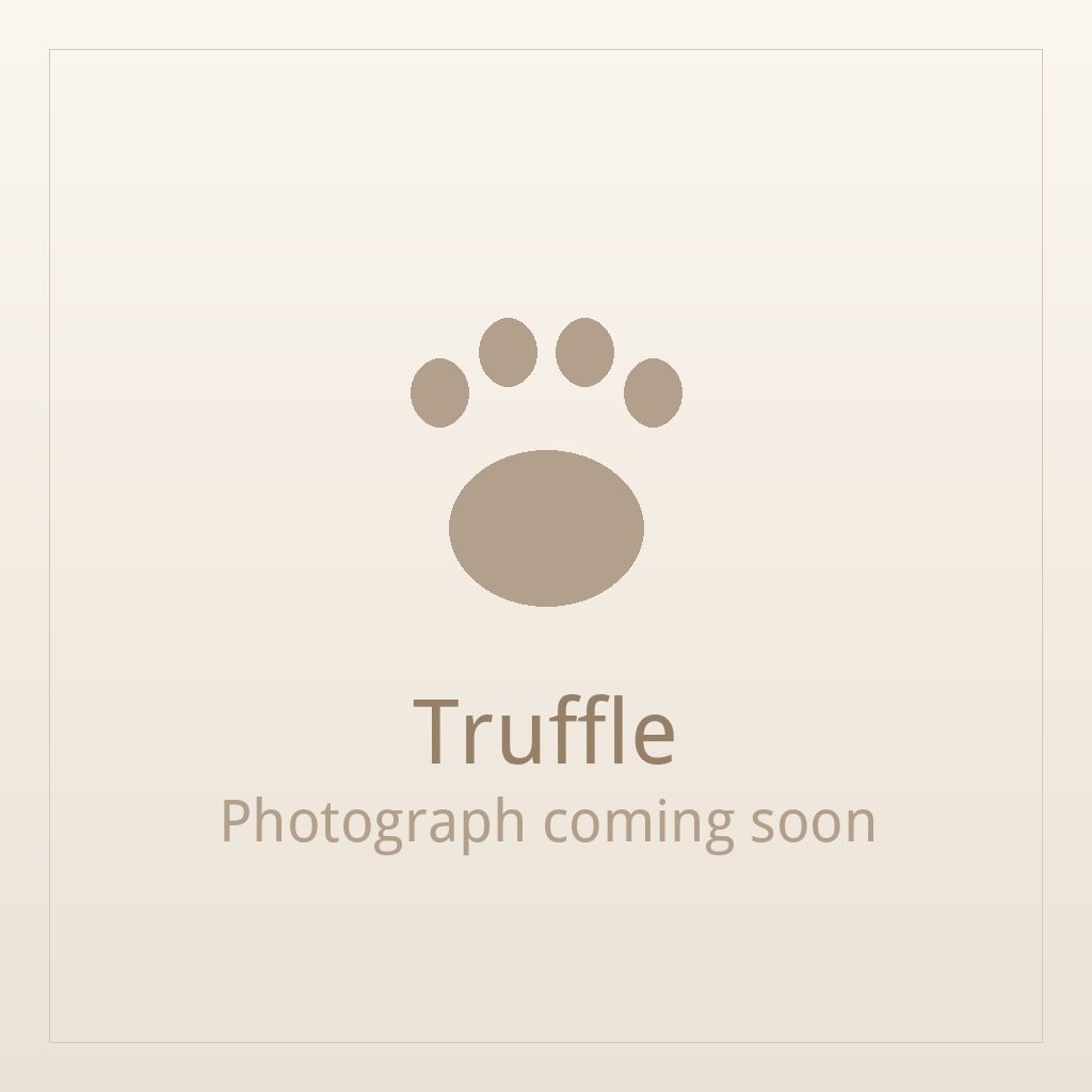 Truffle, a black and white Shih Tzu puppy available for adoption