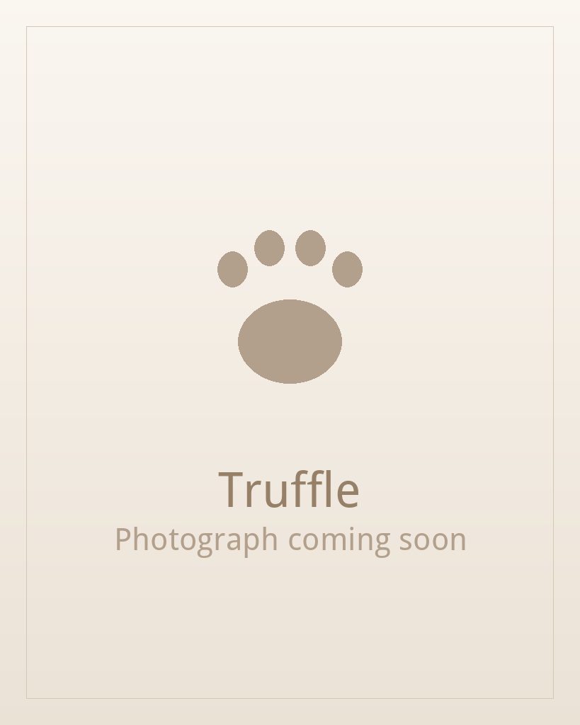 Truffle, a black and white Shih Tzu puppy available for adoption