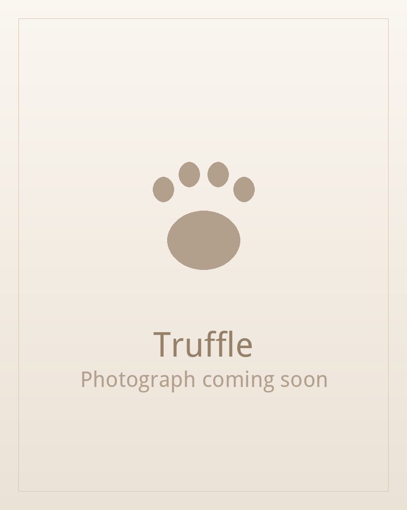 Truffle, a black and white Shih Tzu puppy available for adoption