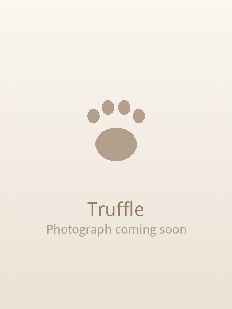 Truffle, a black and white Shih Tzu puppy available for adoption