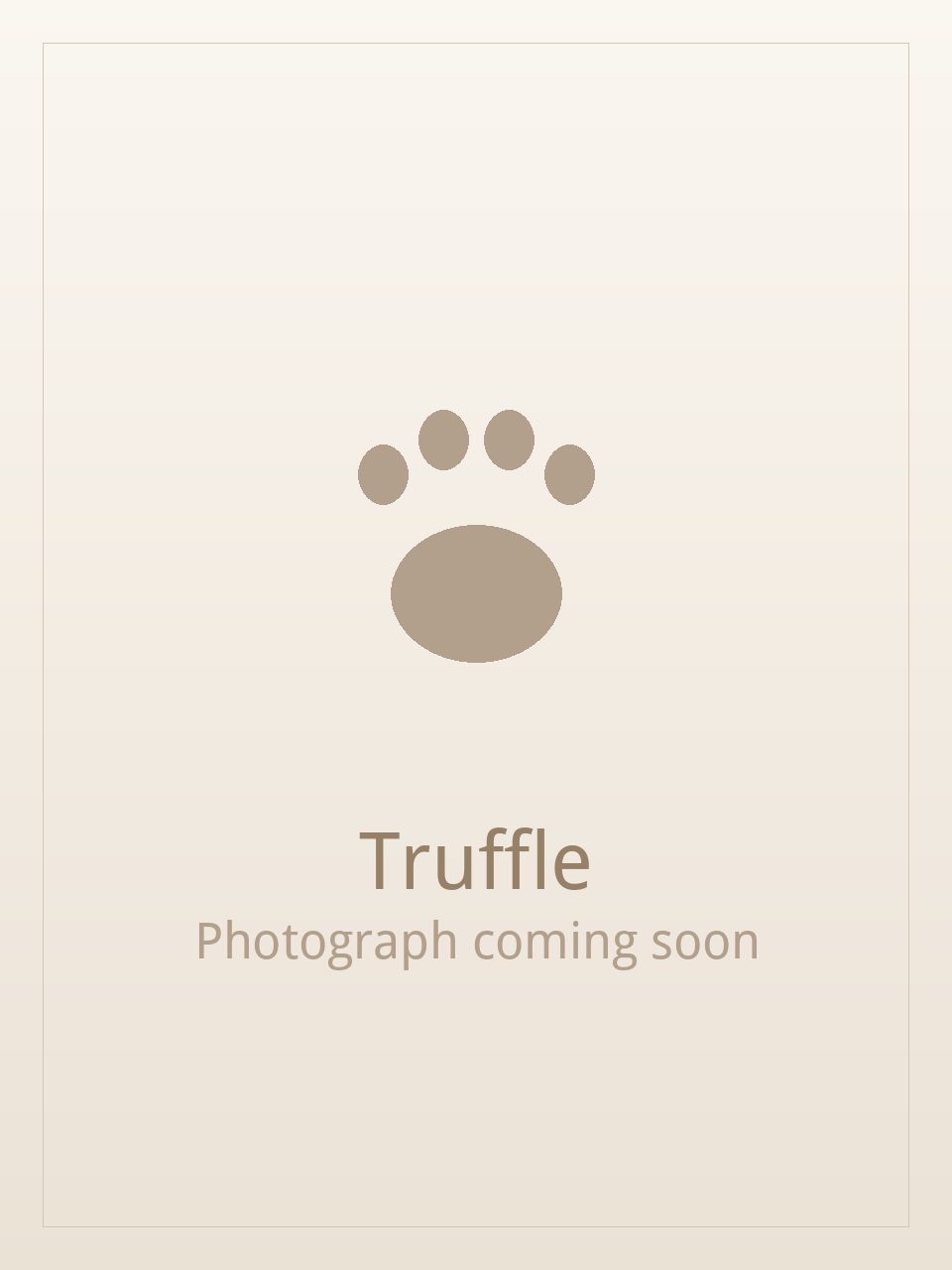 Truffle, a black and white Shih Tzu puppy available for adoption