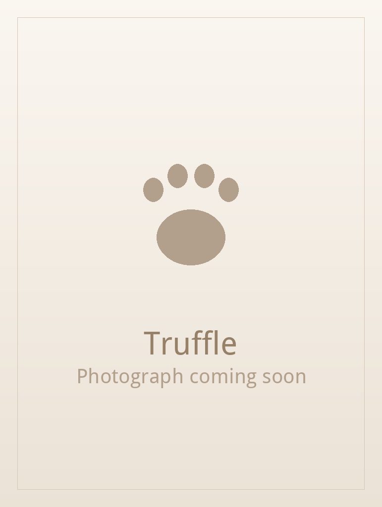 Truffle, a black and white Shih Tzu puppy available for adoption