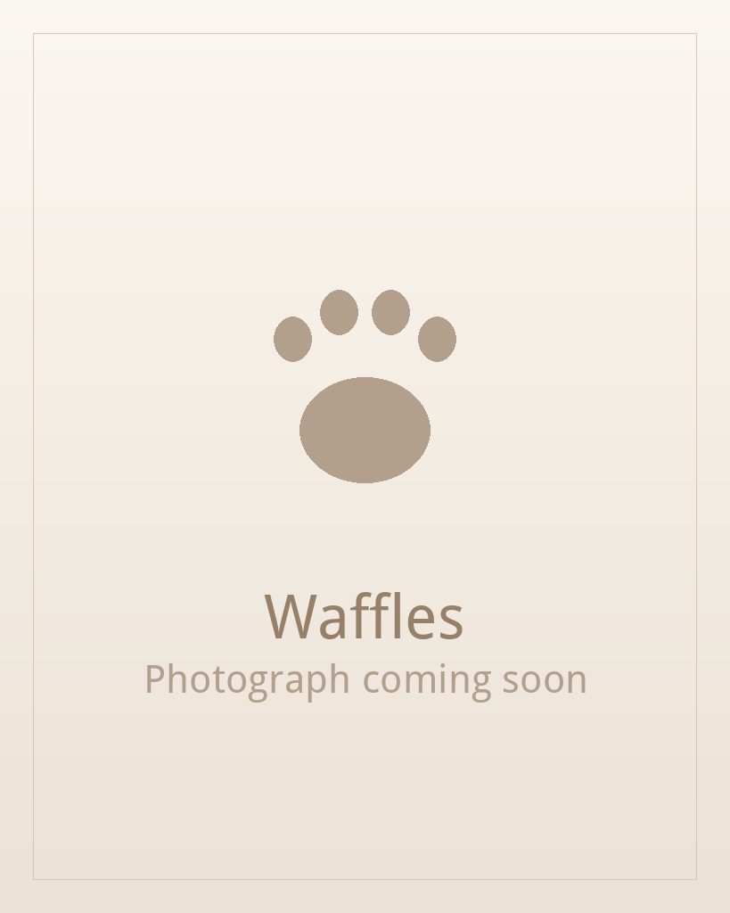 Waffles, a brindle and white Shih Tzu puppy available for adoption