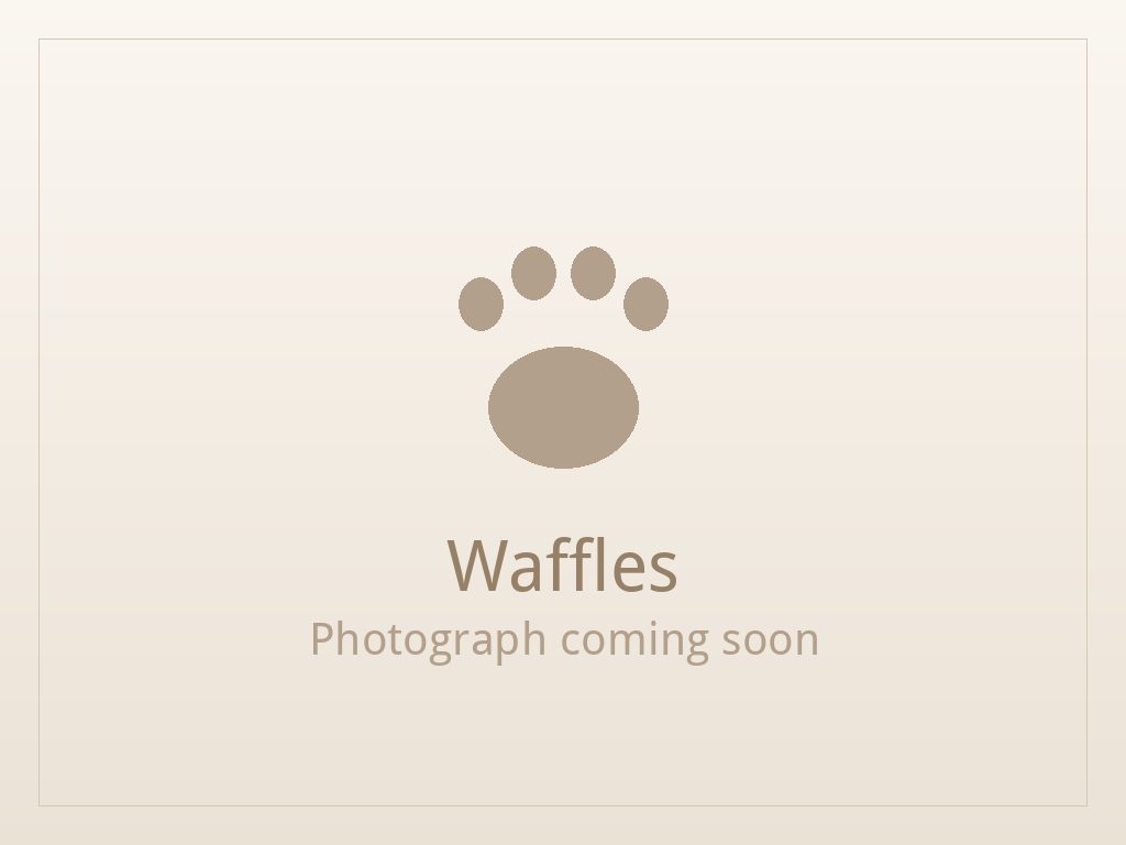 Waffles, a brindle and white Shih Tzu puppy available for adoption