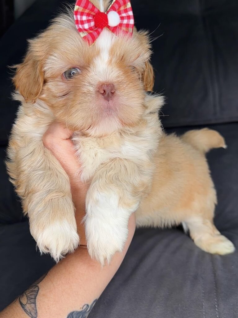 Marmalade, a gold and white Shih Tzu puppy available for adoption